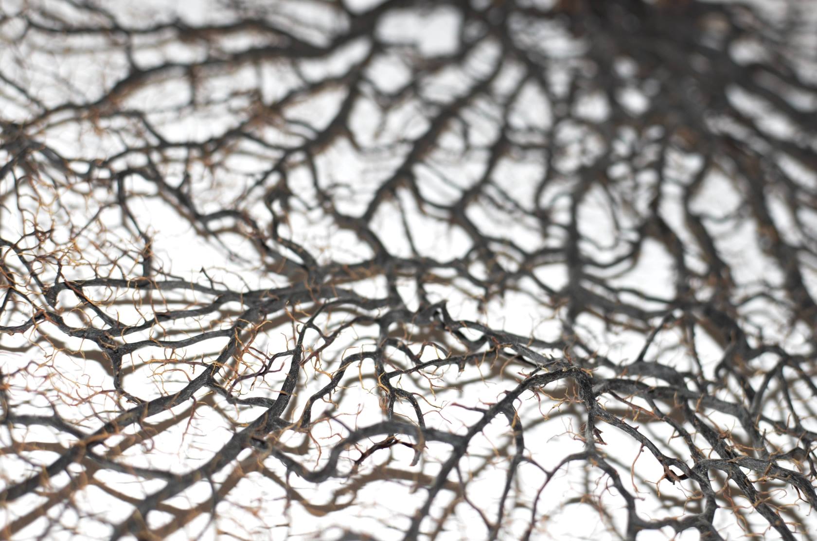 Dry, thorny branches